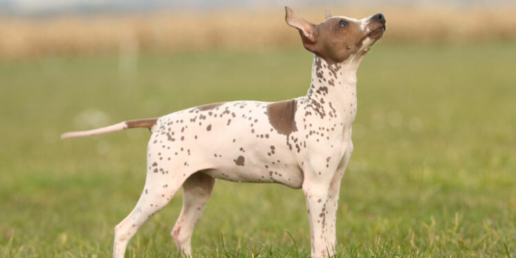 Do American Hairless Terriers Bark A Lot