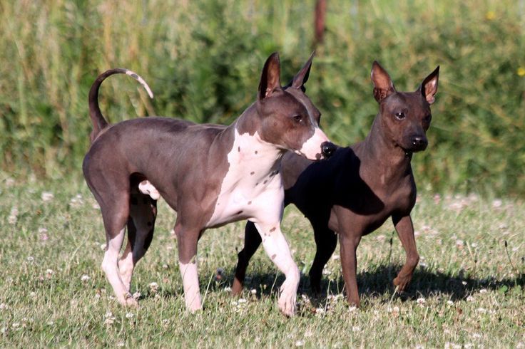 How To Groom American Hairless-Terrier