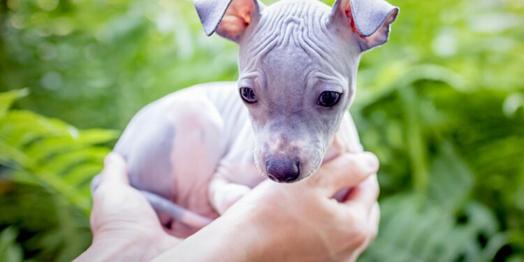 How To Groom American Hairless Terrier