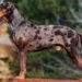 3 Best Leash For American Leopard Hound
