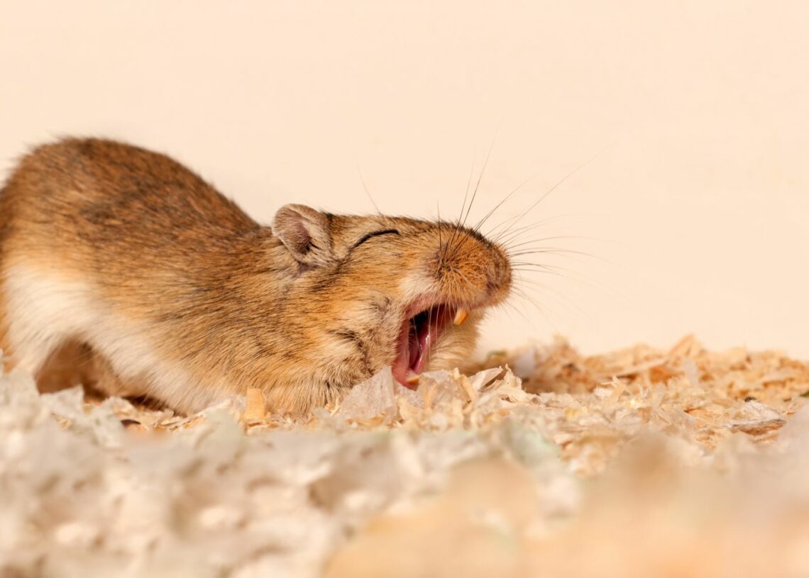 6 Best Dehumidifier for Bearded Dragons for 2023 MyPetCareJoy