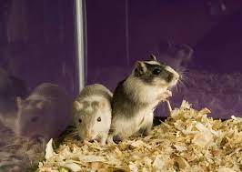 Best Substrates For Gerbils