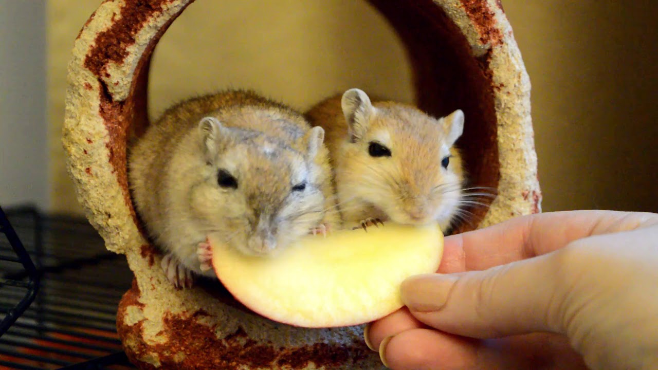 Can Gerbils Eat-Apples