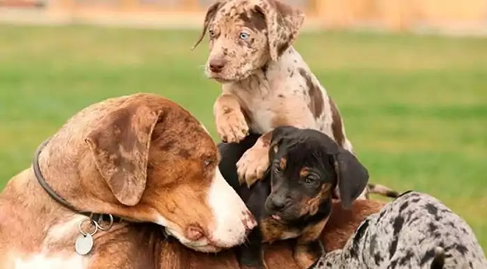 Catahoula Leopard Dog vs American Leopard-Hound