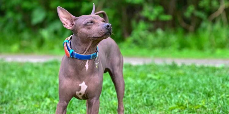 Does American Hairless Terrier Drool