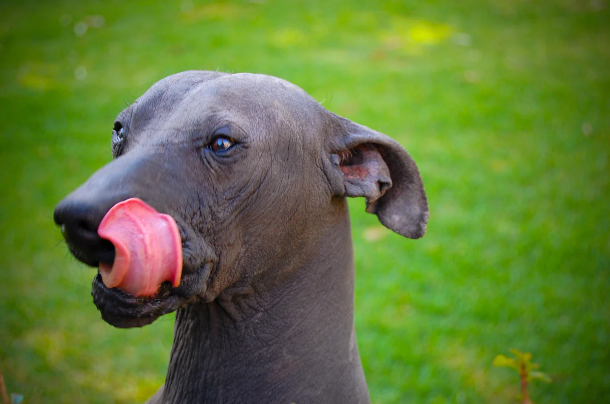 Does American Hairless Terrier-Drool