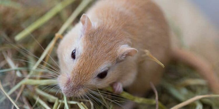 What Kind of Hay Do Gerbils Eat