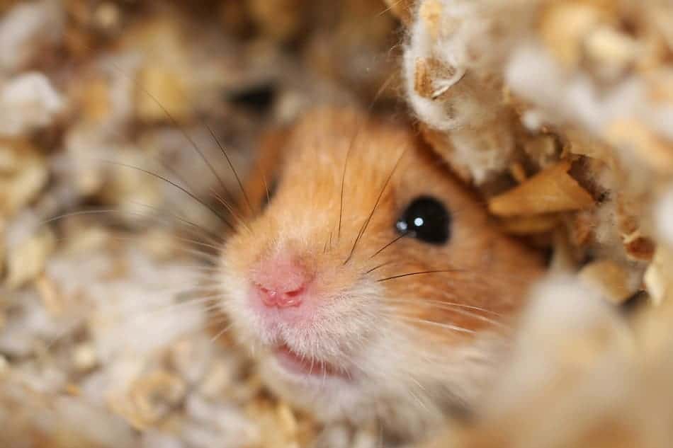 Why Is My Gerbil Digging In The-Corner