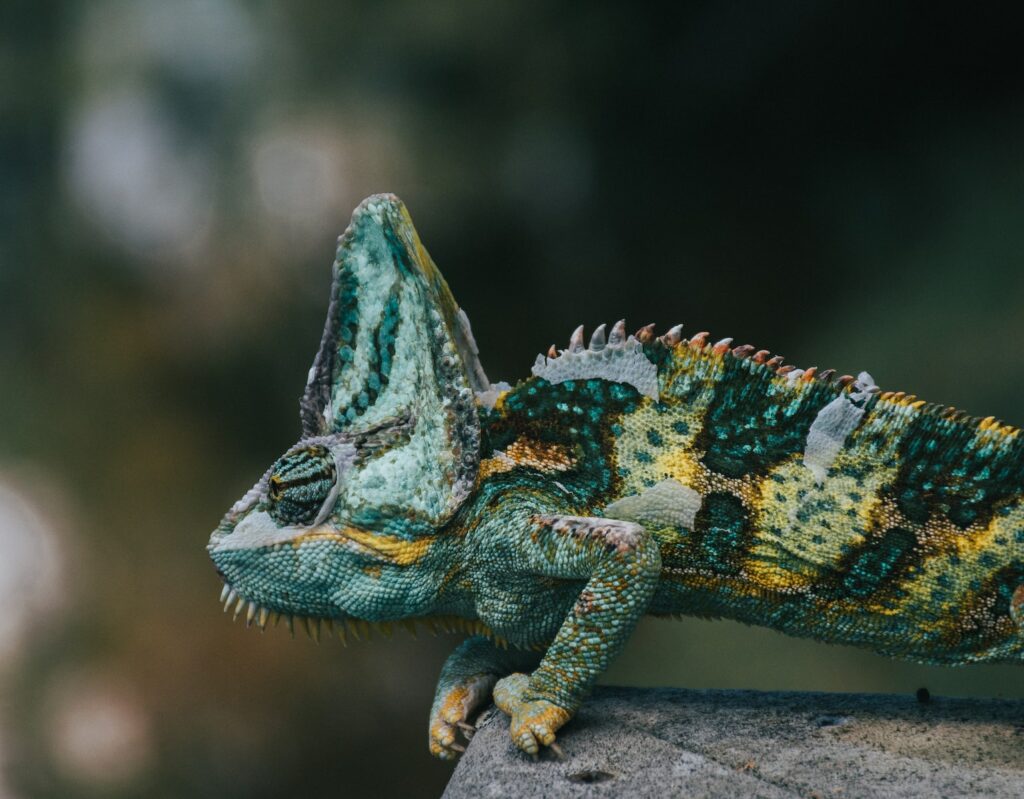 selective focus photography of green and yellow lizard