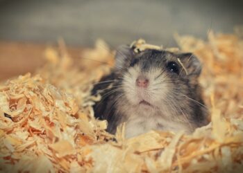 How To Get Rid Of Fleas On A-Gerbil