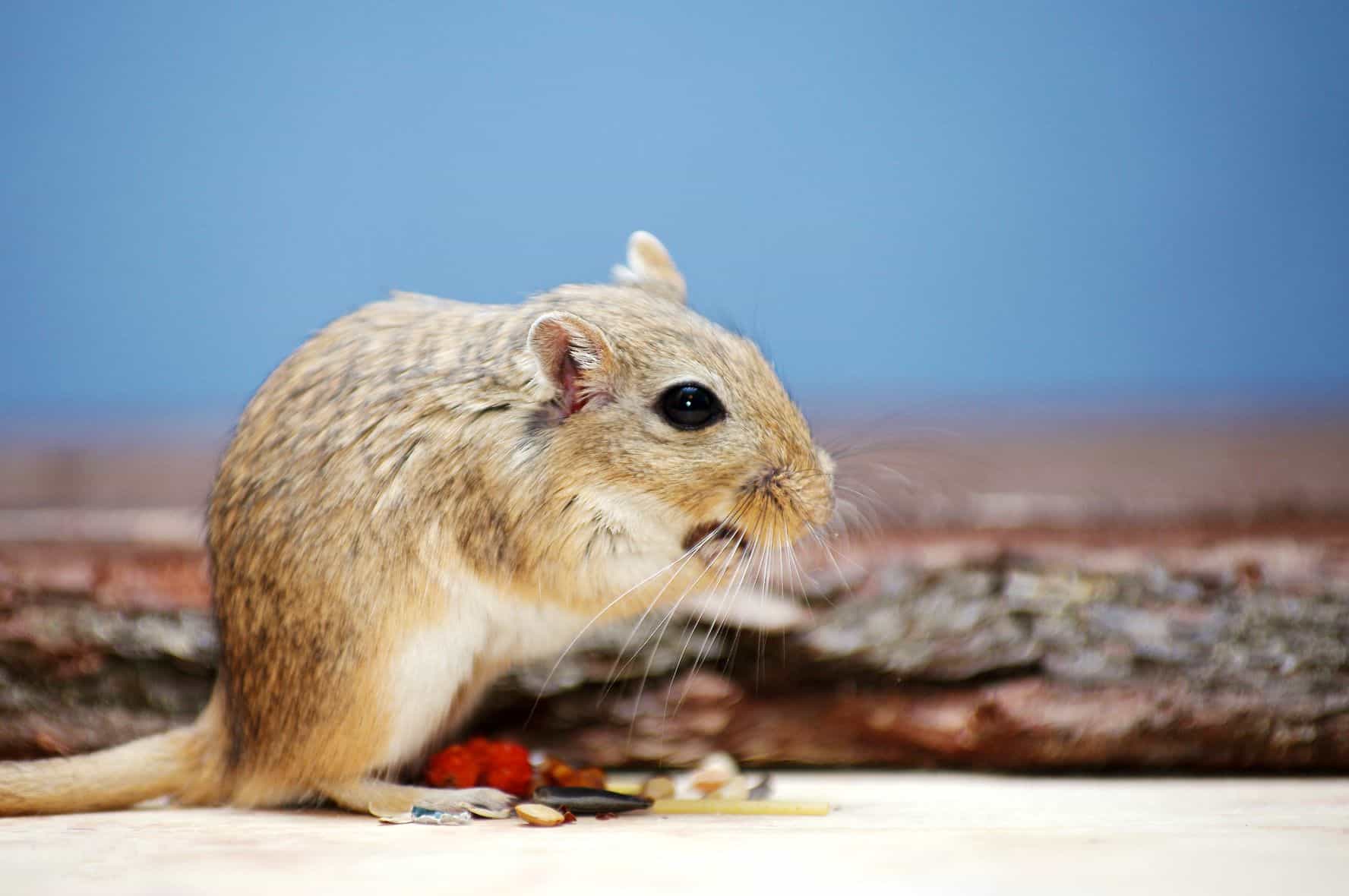 How To Get Rid Of Fleas On-A-Gerbil