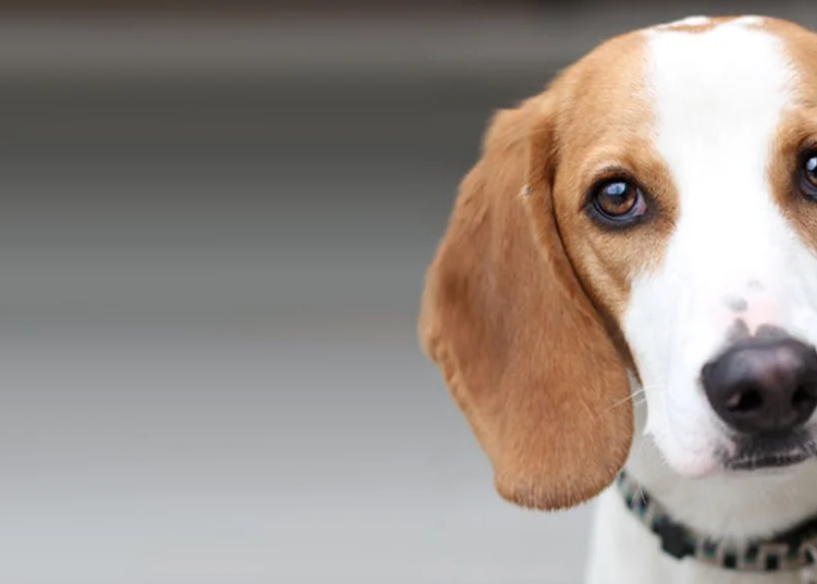 5 Best Dog Boots For Bluetick Coonhound in 2023 MyPetCareJoy