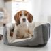 Best Beagle Dog Beds Under $1000