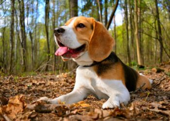 Best Brushes For Beagles