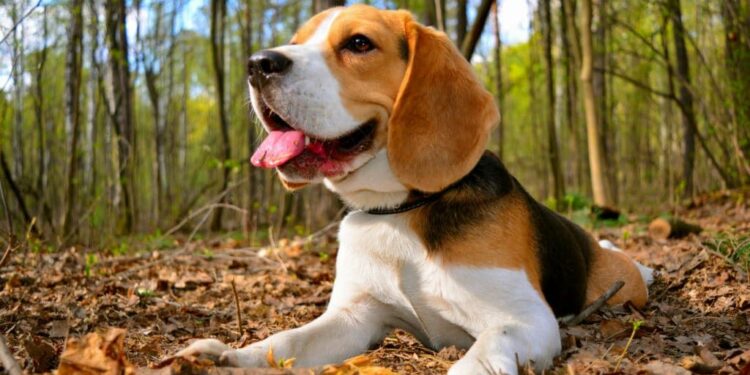 Best Brushes For Beagles