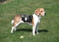 Best Toys for Beagle