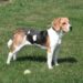 Best Toys for Beagle