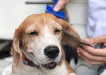Best De-Shedding Brushes For Beagles