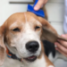Best De-Shedding Brushes For Beagles