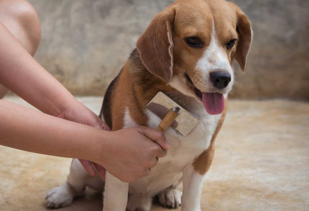 Best De-Shedding Brushes For-Beagles