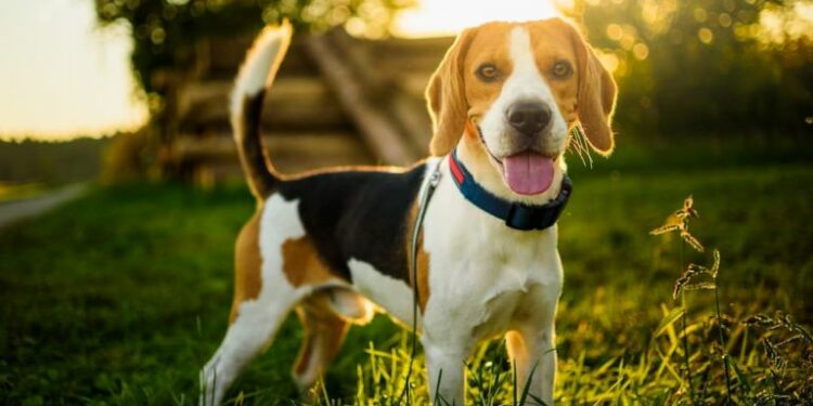 5 Best Dog House For-Beagle