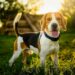 5 Best Dog House For-Beagle