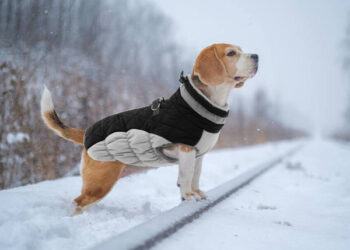 6 Best Winter Coats For Beagle