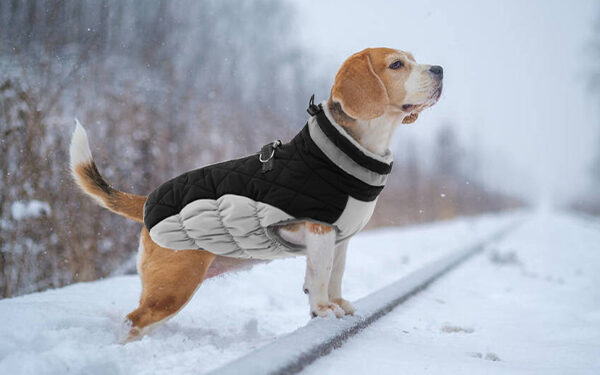 6 Best Winter Coats For Beagle