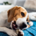 7 Best Dog Treats For Beagles