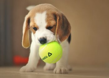Best Balls For Beagles