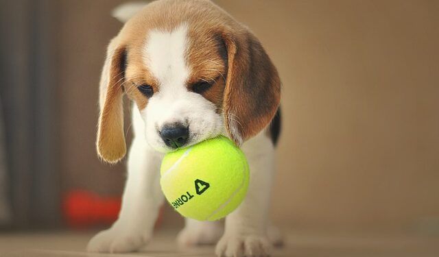 Best Balls For Beagles