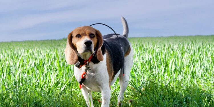 Best Beagle GPS Tracking Collars