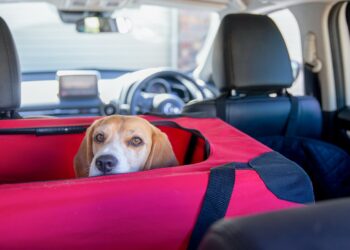 Best Car Seats For Beagles