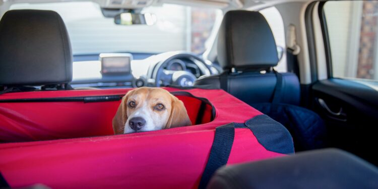 Best Car Seats For Beagles