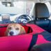 Best Car Seats For Beagles
