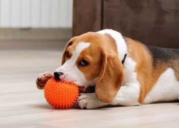 Best Chew Toys For Beagle Puppies