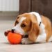 Best Chew Toys For Beagle Puppies