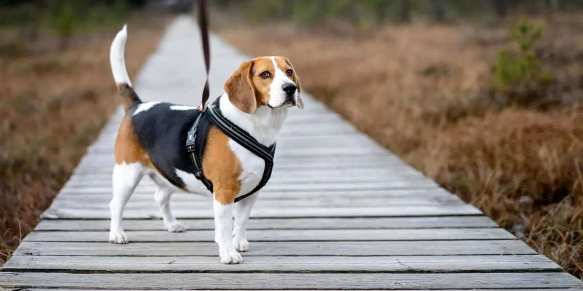 7 Best Collars For Your Beagle MyPetCareJoy