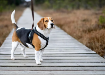 Best Collars For Your Beagle