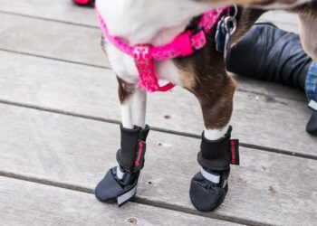 Best Dog Boots For Beagles