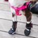 Best Dog Boots For Beagles