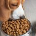 Best Dry Dog Food For Beagles