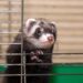 Best Ferret Cage Cleaner