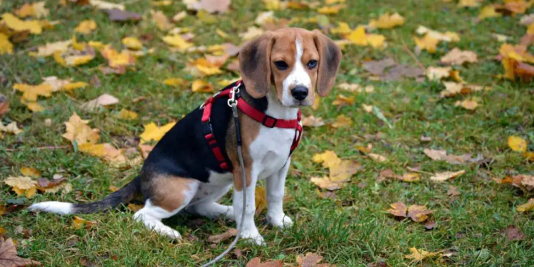 Best Training Clickers For Beagles