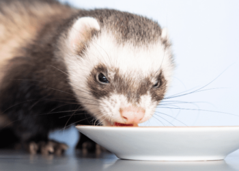 5 Best Ferret Food For Weight Gain