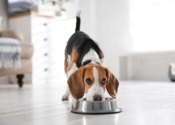 5 Best Wet Dog Food For Beagles