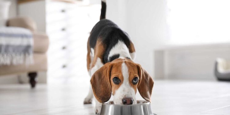 5 Best Wet Dog Food For Beagles
