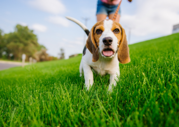 5 Best Whistles For Beagles