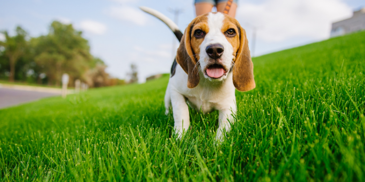 5 Best Whistles For Beagles