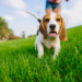5 Best Whistles For Beagles